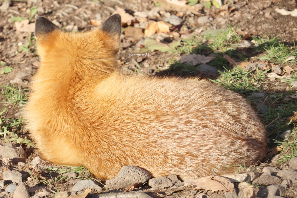 Cheng-Ren🦊🐺 (@chengren21) / Posts / X