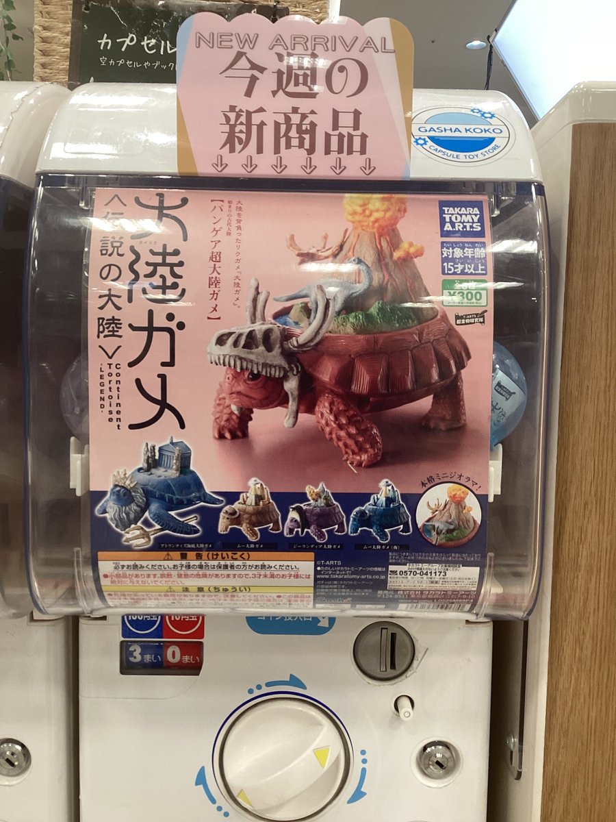 🐢ガシャココイオンモール与野入荷商品🏝️ #大陸ガメ-タイリクガメ