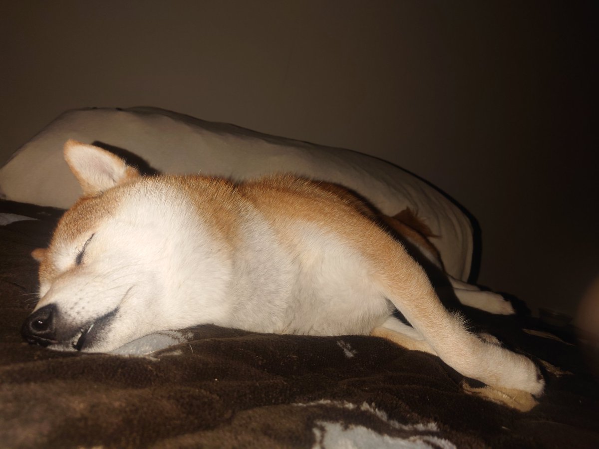 キュキュ（柴犬の九ちゃん） (@gBETQs4FK71tz68) / Posts / X