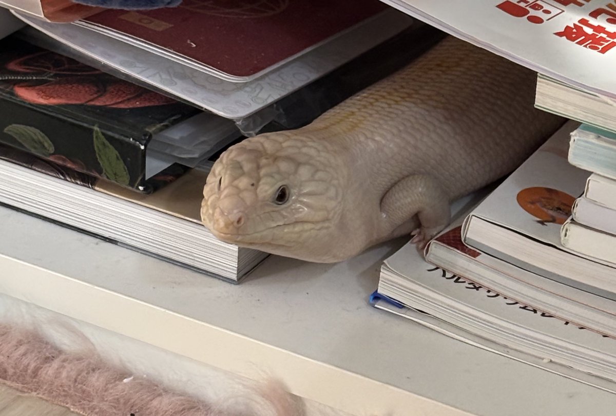 そういや最近笹かまフーフー言わんくなったなぁ
大人に近づいてる証拠か〜