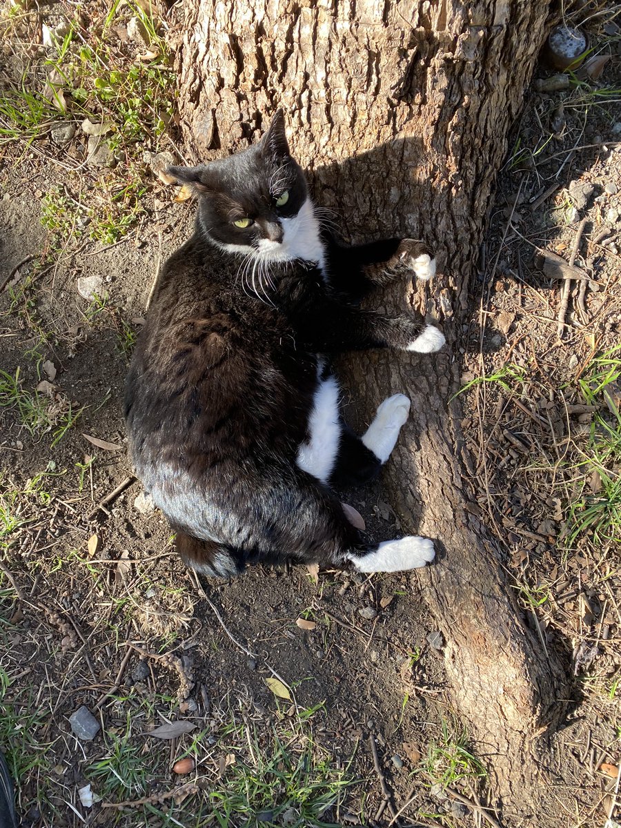 にゃん太郎 (@nyannyan__taro) / Posts / X