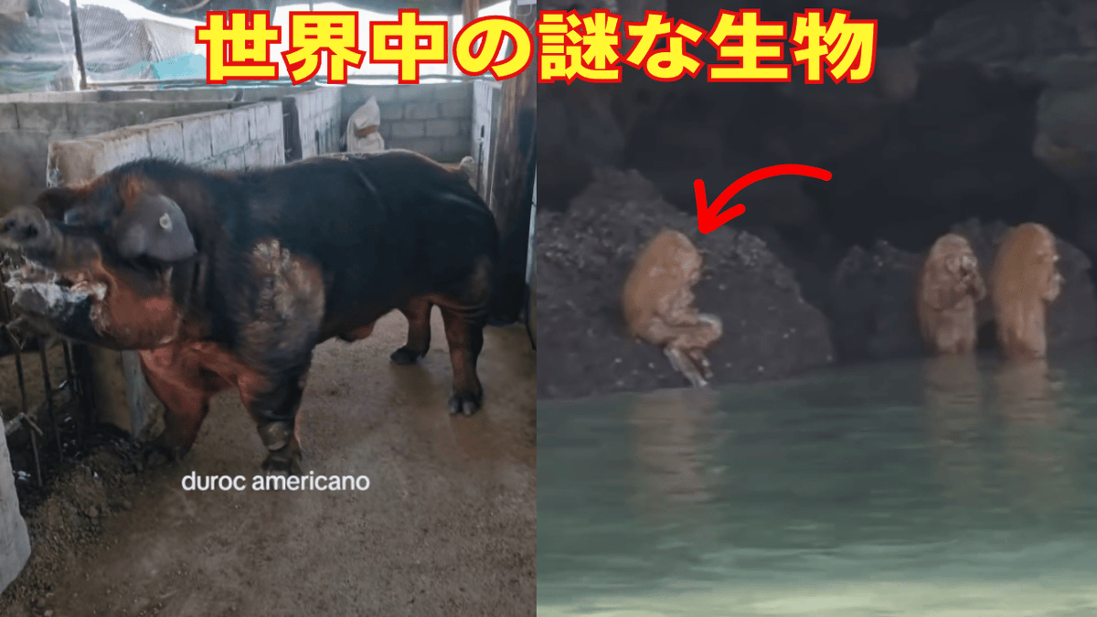 thought0221's tweet photo. 目を疑う、謎めいた生物たち（詳細解説）
https://t.co/mmTQnDTO39 https://t.co/V699ghvGZc