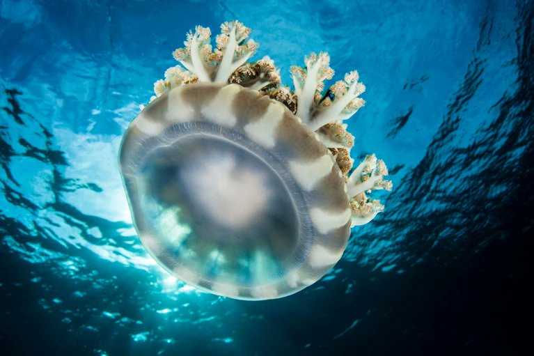 JRodrigo_F's tweet photo. No brain is needed to sleep, but neurons.
(simple nerve nets)

The upside-down jellyfish 𝘊𝘢𝘴𝘴𝘪𝘰𝘱𝘦𝘢 𝘢𝘯𝘥𝘳𝘰𝘮𝘦𝘥𝘢 sleeps for roughly eight hours a day. https://t.co/n7bRgludn0