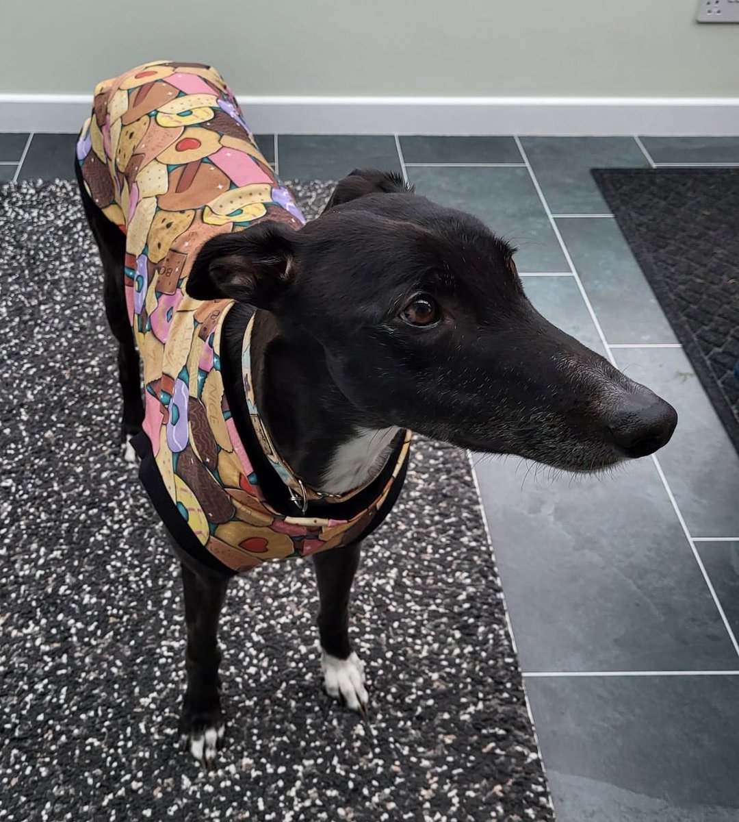 Thank you <a href="/IzzyandFinns/">Izzy & Finn's Hound Boutique</a> for Heidi’s new biscuit pattern tankie. Beautifully made and so snuggly.