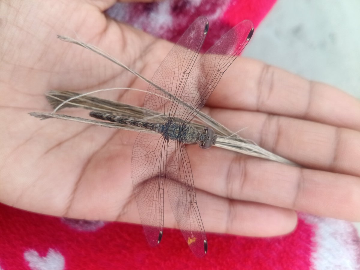 आप लोग इस को क्या बोलते हो...???