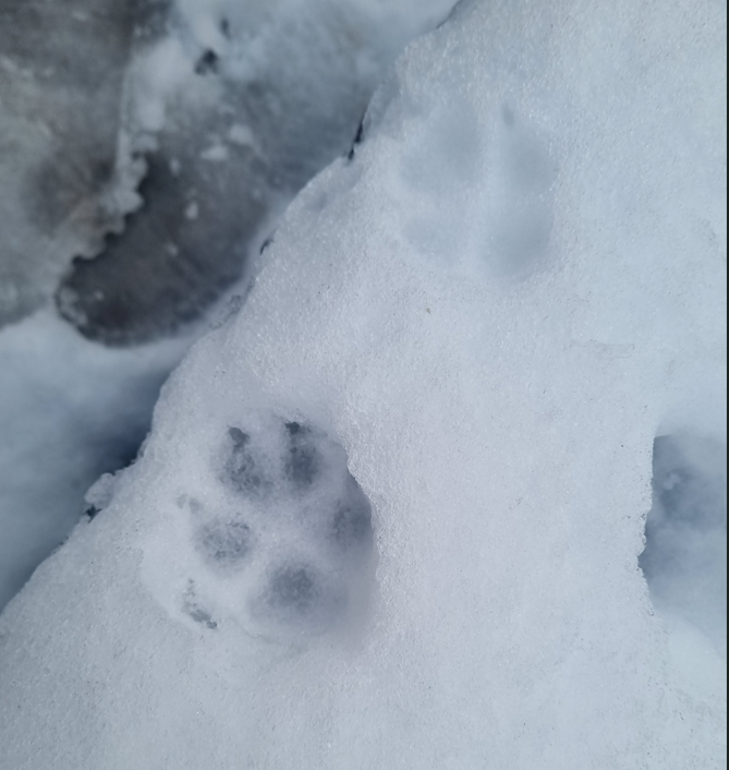 EcoRecord tweet media