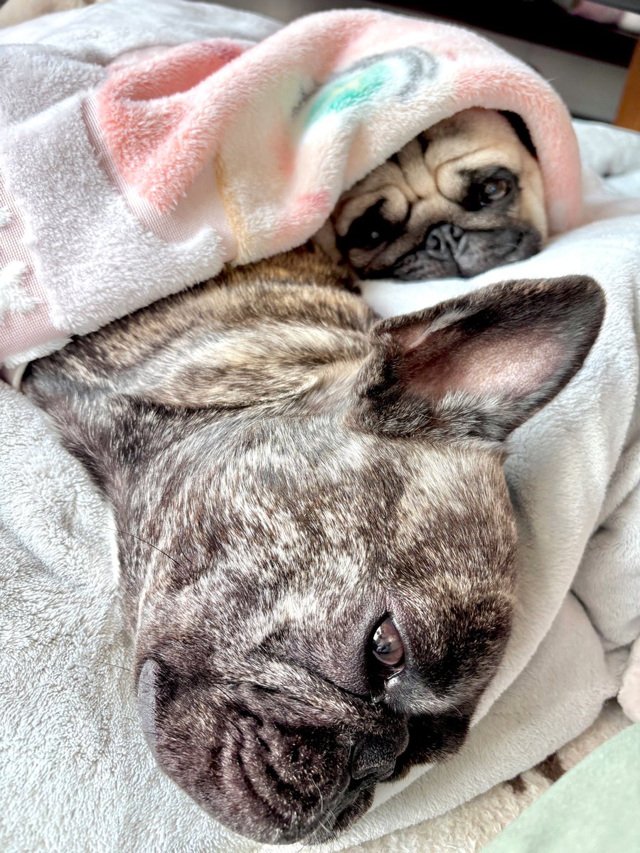 茶々丸 (@chachamaru_pug) / Posts / X