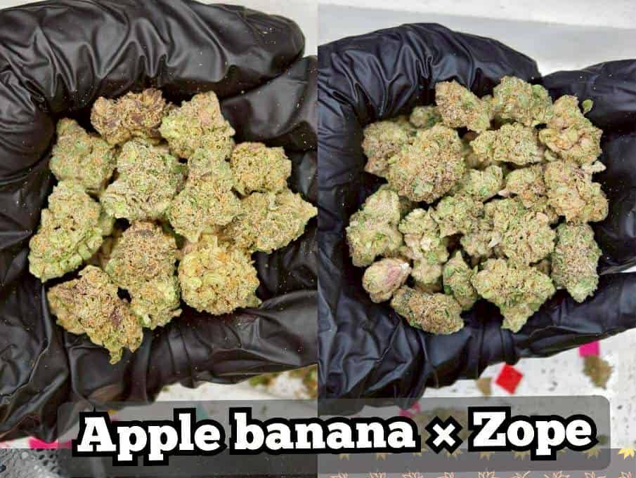 OrderHigh1's tweet image. ส่งเดลิเวอลี่ กทม พระราม2 จำนวนอื่นสอบถามได้เลย  “Pick-up and delivery available in Bangkok (Rama 2 area)  สอบถาม Contact : lin.ee/mHoxshY
#กัญชา #weed #กัญชากรุงเทพ #OG #สายเขียว #cannabis #กัญชาส่งGrab