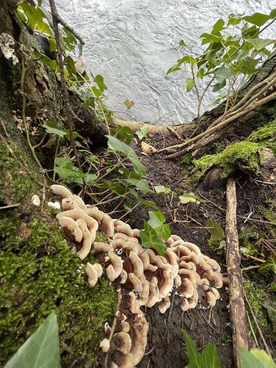 DCKC87's tweet image. Some beautiful Turkey tails for #FungiFriday #Mushroomoftheday