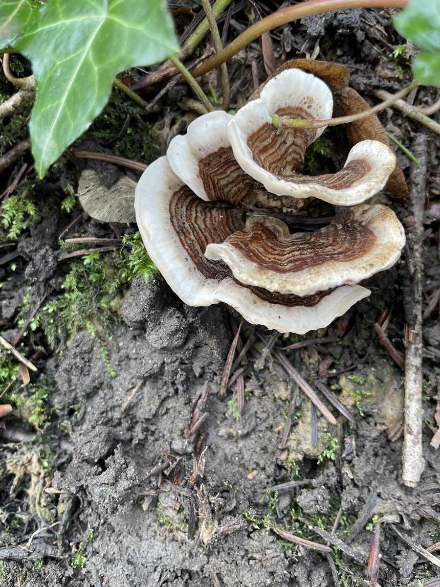 DCKC87's tweet image. Some beautiful Turkey tails for #FungiFriday #Mushroomoftheday