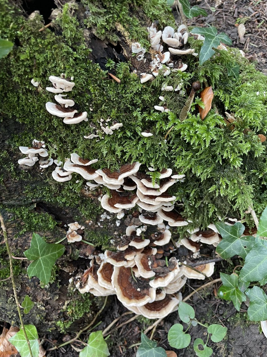 DCKC87's tweet image. Some beautiful Turkey tails for #FungiFriday #Mushroomoftheday