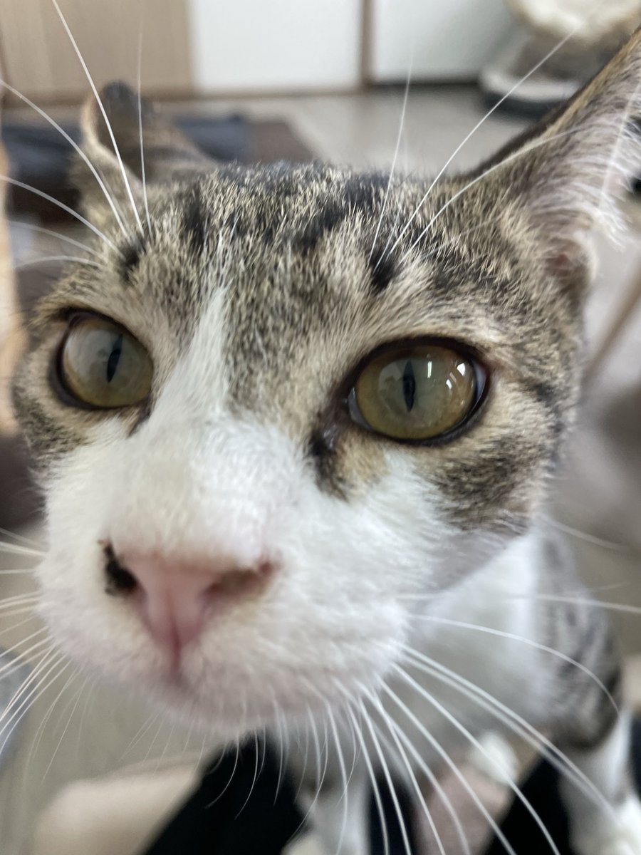 7acha_'s tweet photo. 幸せで素敵な空間でした、、
猫ちゃんちゅーしてくれた😽🤍 https://t.co/dub6W4xQzY