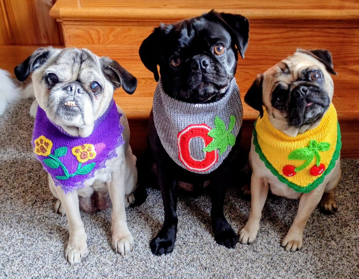 mommasboymushu's tweet photo. Happy #FashionistaFriday 🤩🎉! Today we are MODELING our NEW CUSTOM BANDANAS from @2DogsCandies. How do you like Lucy's PAW PRINT FLOWERS? #puglife #Pug #models #Lucy #Zinny #Winny #FridayVibes #shopsmall #GoodLookingGrumble #PrettyPugs  #dogsoftwitter #dogsofX https://t.co/4gczp2mzUN