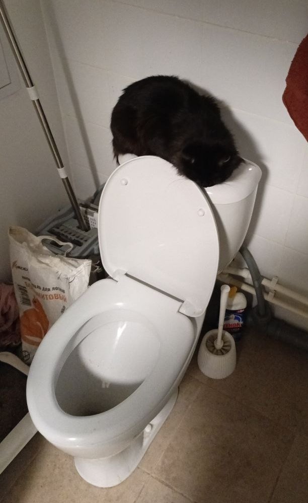 королева нашла себе новый трон 😭