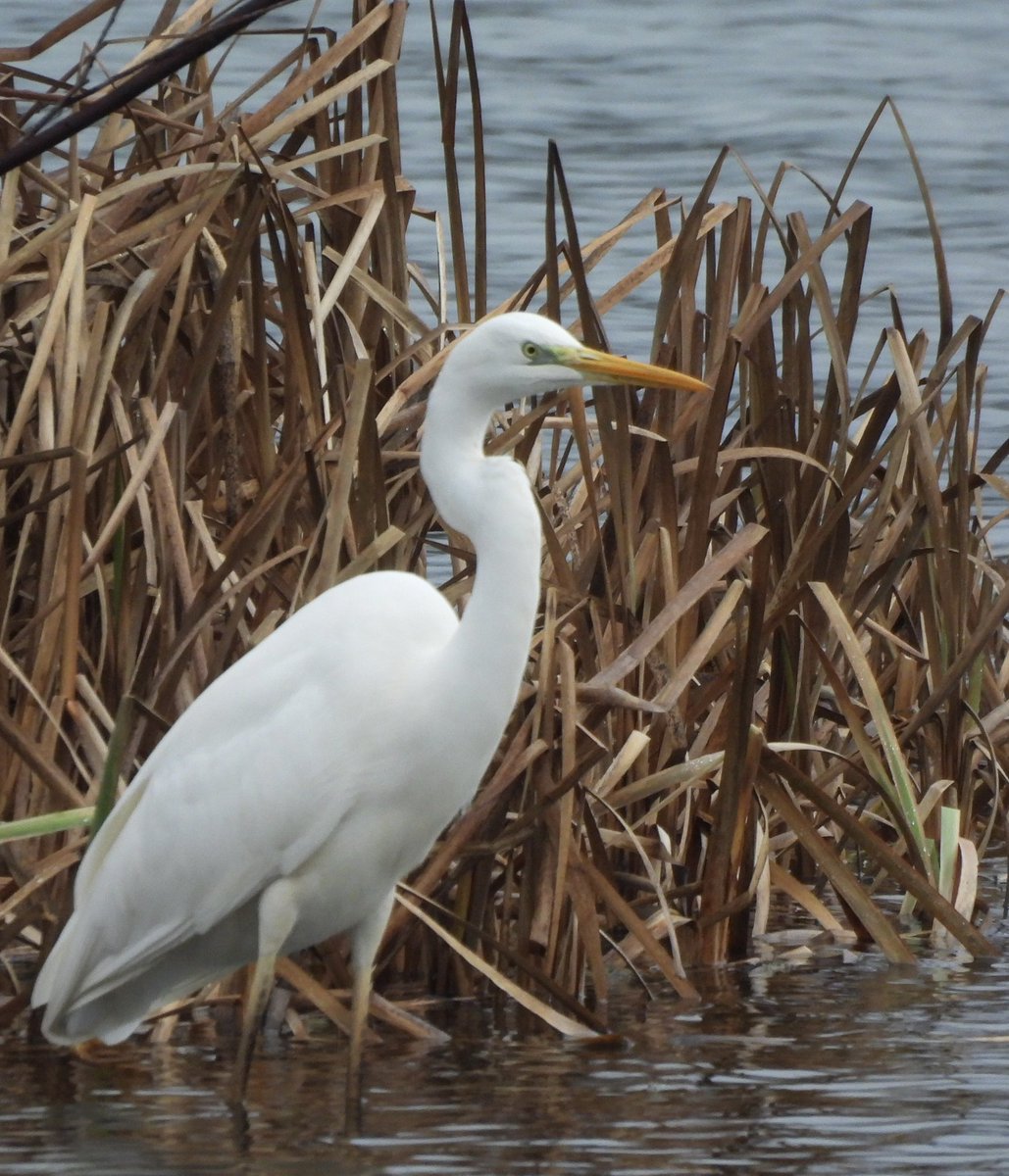 EdBirder's tweet image. Great White Egret on Papercourt Lake this morning @SurreyBirdNews
