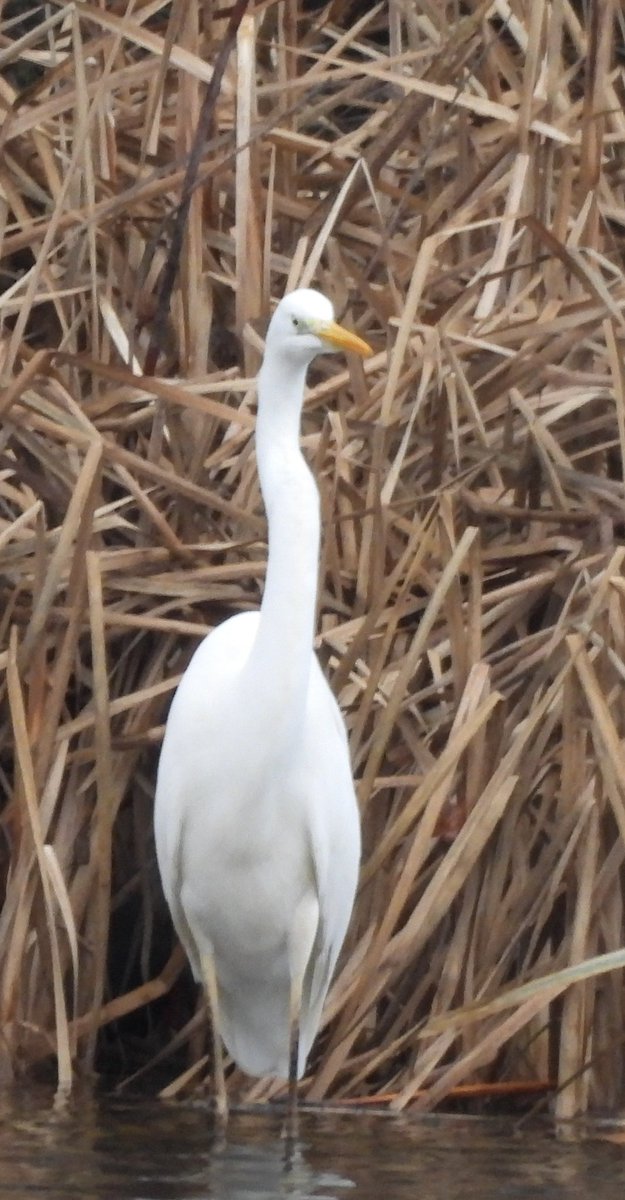EdBirder's tweet image. Great White Egret on Papercourt Lake this morning @SurreyBirdNews