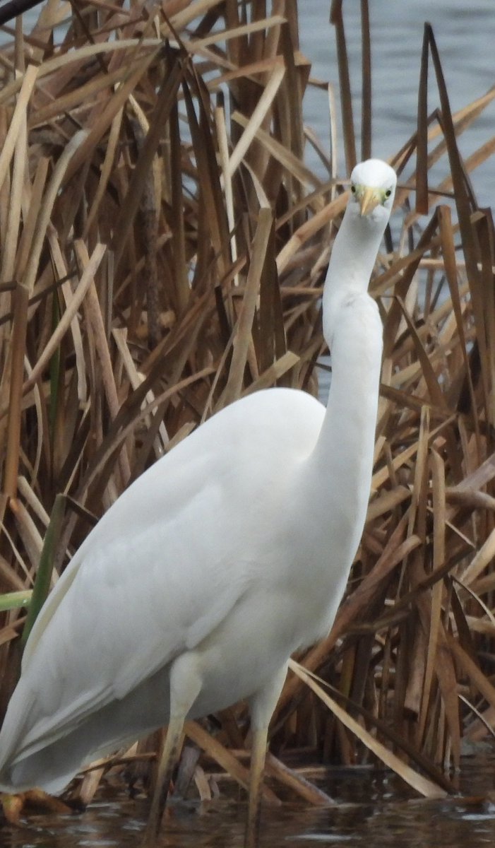 EdBirder's tweet image. Great White Egret on Papercourt Lake this morning @SurreyBirdNews
