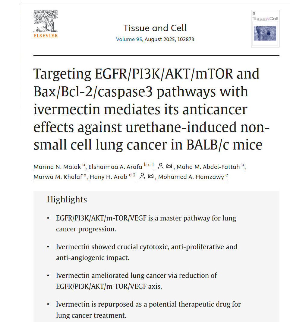 MakisMedicine's tweet image. BREAKING NEWS: 2025 Paper from Middle East identifies how Ivermectin kills Lung Cancer cells!

In 2025, Malak et al. with a team from UAE, Egypt and Saudi Arabia, published a paper on Ivermectin in Lung Cancer

The researchers created lung cancer in immune-normal BALB/c mice by…