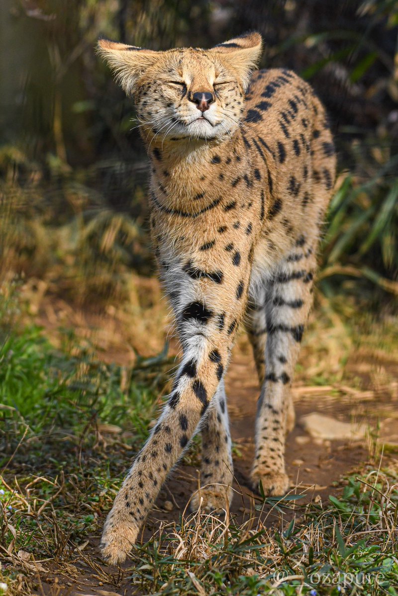 ServalEveryHr's tweet image. 