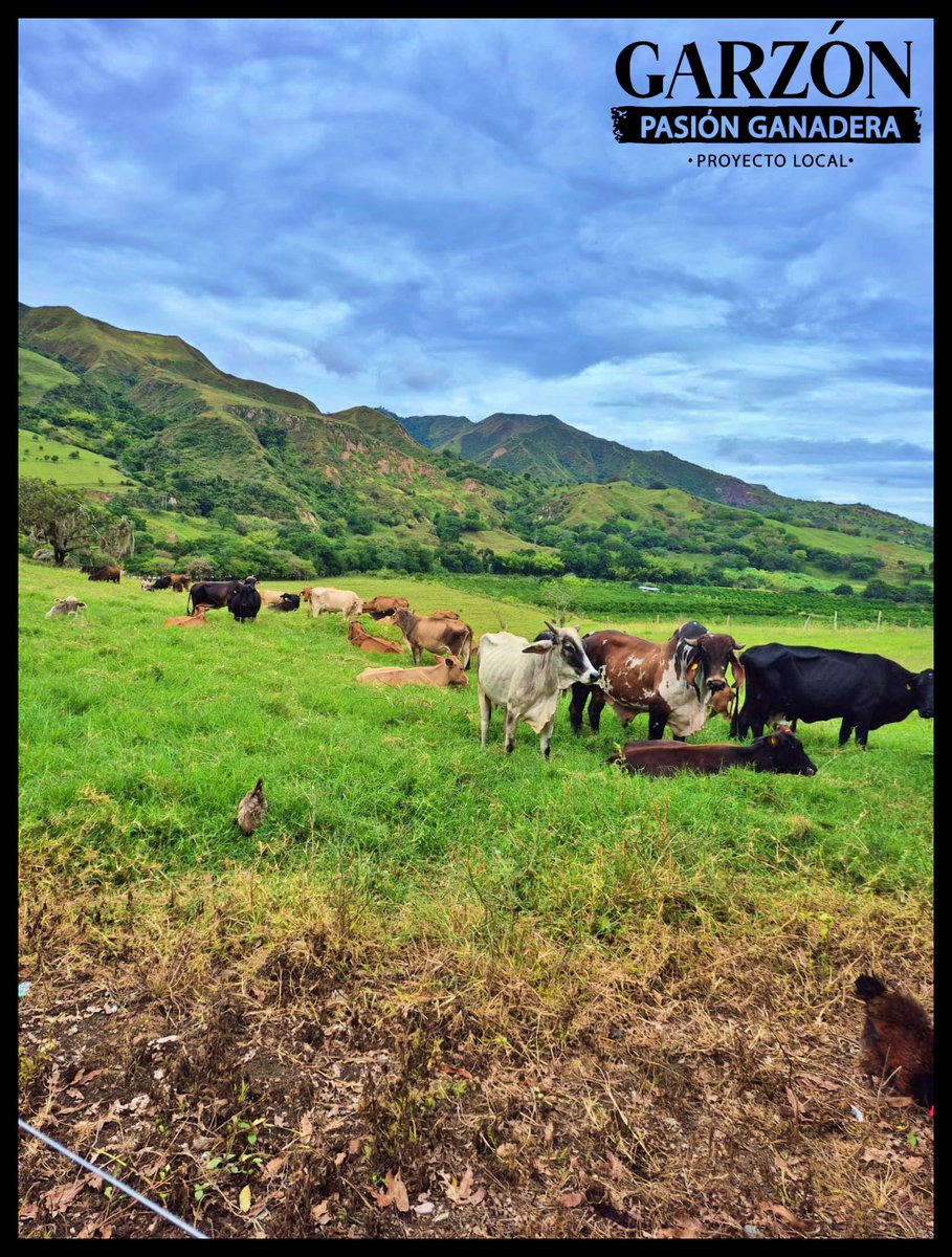 GarzonLocal's tweet image. Entre montañas y pasturas se vive la verdadera esencia del campo.
Ganado bien manejado, tierra productiva y un paisaje que refleja el esfuerzo diario del ganadero.
Así se fortalece la ganadería rural. 
@Fedegan @jflafaurie 
#PasiónGanadera #CampoVivo #GanaderíaColombiana