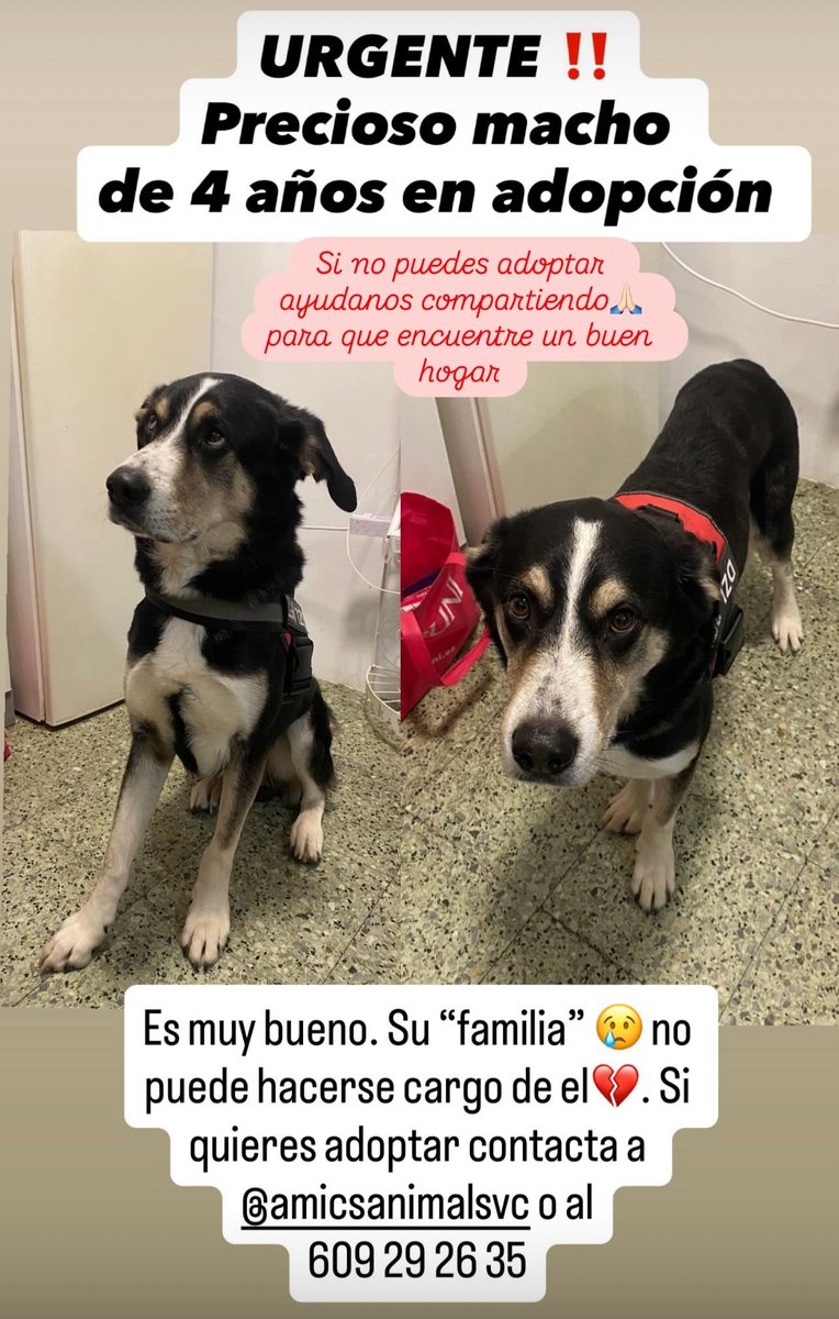 🆘🆘🆘 Aquest gos tan bonicot busca una familia per a tota la vida 🙏🏡🦮 #Siusplau #Camprodon #VallDeCamprodon #Ripollès. Contacte DM <a href="/amicsanimalsvc/">Amics dels Animals de la Vall de Camprodon</a> o al ☎️ 609292635 #AdoptaNoCompris #AdoptarSalvaVides