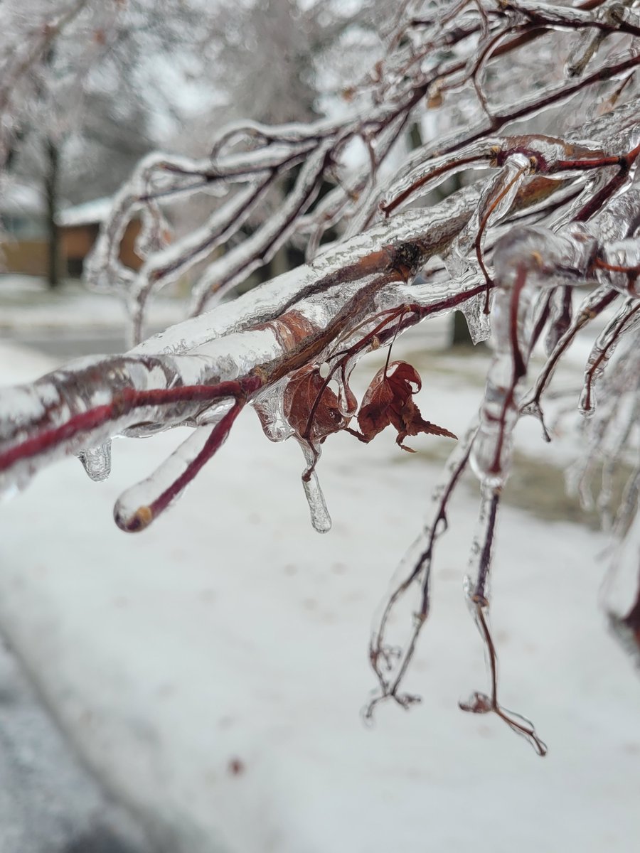 With the holidays behind us, <a href="/CLCTREESERVICES/">CLC TREE SERVICES</a> is back at it; not that we got much break after storm after storm hit #ldnont. Initial #emergencytreecare was quick, but we'll be tackling cleanup for a while yet. Thanks to our #CLCcrew for all you do!