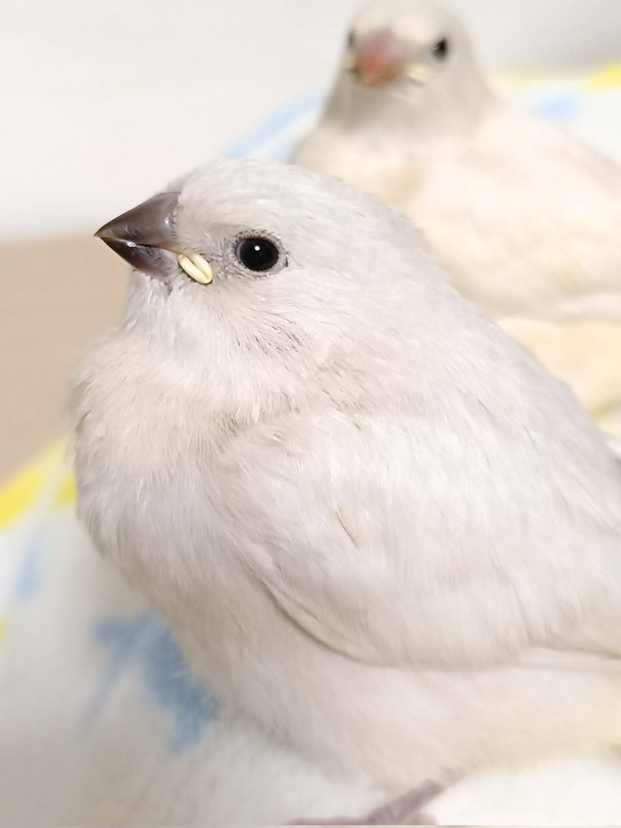 ciyomaro_n's tweet photo. ダイヤモンドフィンチの雛ちゃんです🐣
もふもふ元気に育っています🌱
#ダイヤモンドフィンチ https://t.co/NW7hsblUcn