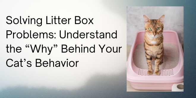 ThinkLikeaCat's tweet photo. When a cat eliminates outside of the litter box, it’s easy to assume the behavior is spiteful or stubborn, but that’s not at all accurate, and thinking that way can actually prevent you from resolving the issue.
https://t.co/R8SC2wS0Da https://t.co/M8ZtP1nHDl