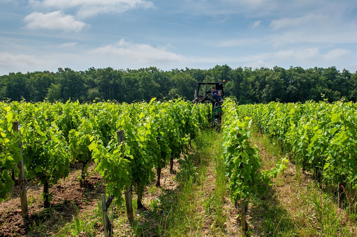 Une #assuranceverte pour accompagner la transition agroécologique ?

Pour encourager une réduction durable de l’usage des #pesticides, des chercheurs INRAE et de l'Université de Bordeaux, associés <a href="/vignevinfrance/">IFV</a>, à des coopératives viticoles et <a href="/Groupama/">Groupama</a> ont testé pendant 4 ans