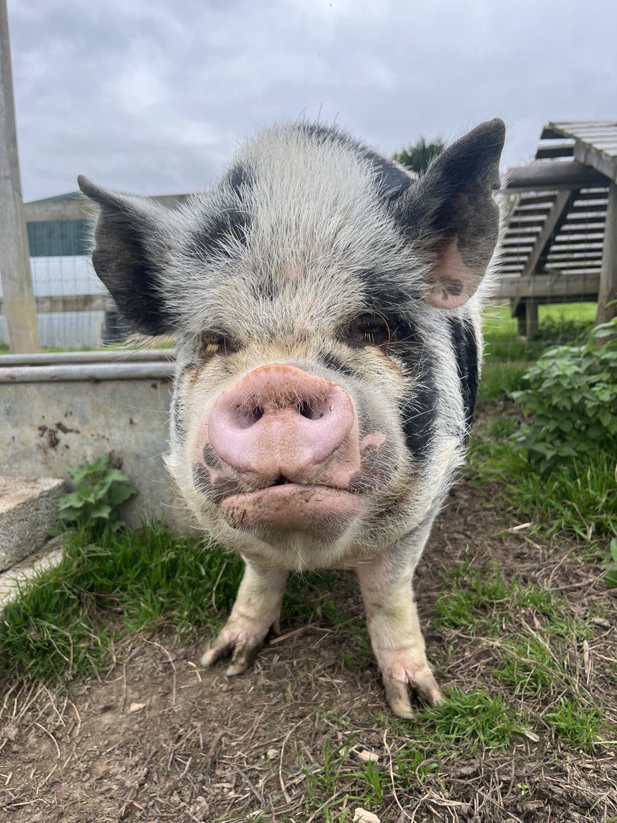 Amelia Trust Care Farm tweet media