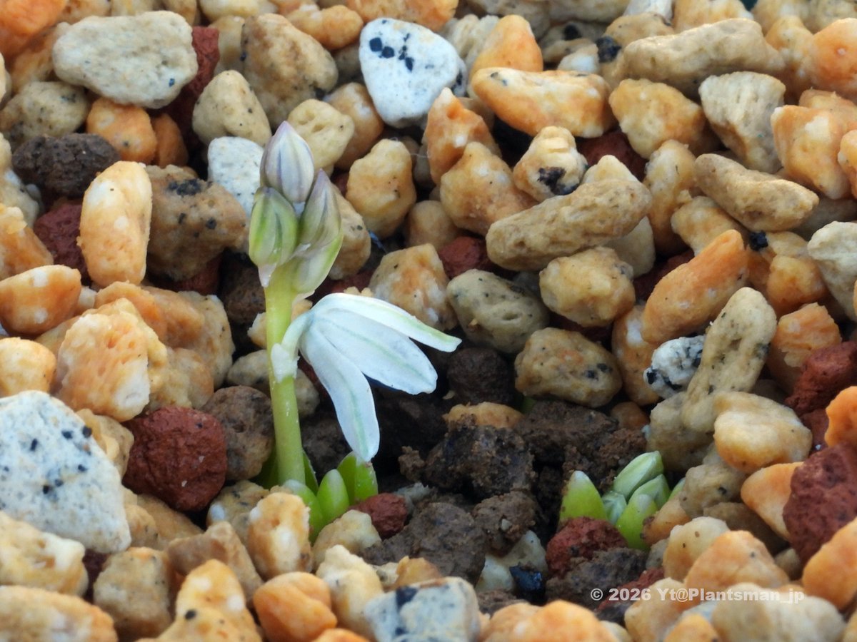 Plantsman_jp's tweet photo. #Fessia puschkinioides (syn. #Scilla puschkinioides), JJA 877.200
Uzbekistan, Tashkent, Chatkal range, NW of Angren, Mazardjan. 1300m. In shade of shrubs.
これいつも土の中で咲き出すんよね。花穂の先が出てきたときに土をどかすと咲いてる。 https://t.co/psySCUBBlZ