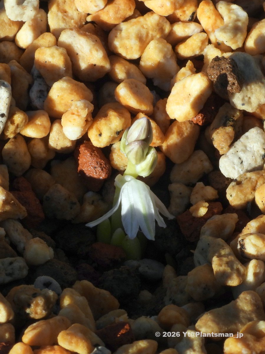Plantsman_jp's tweet photo. #Fessia puschkinioides (syn. #Scilla puschkinioides), JJA 877.200
Uzbekistan, Tashkent, Chatkal range, NW of Angren, Mazardjan. 1300m. In shade of shrubs.
これいつも土の中で咲き出すんよね。花穂の先が出てきたときに土をどかすと咲いてる。 https://t.co/psySCUBBlZ