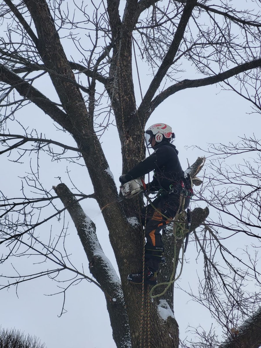 Couple more shots from #stormresponse over the holidays. Safely tackling #treecare when trees are under stress from thick layers of ice requires skill, safety, and the proper equipment to ensure no further damage is done. Nice work #clccrew!