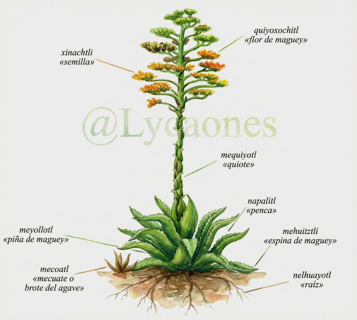 Metl en #náhuatl es «maguey»