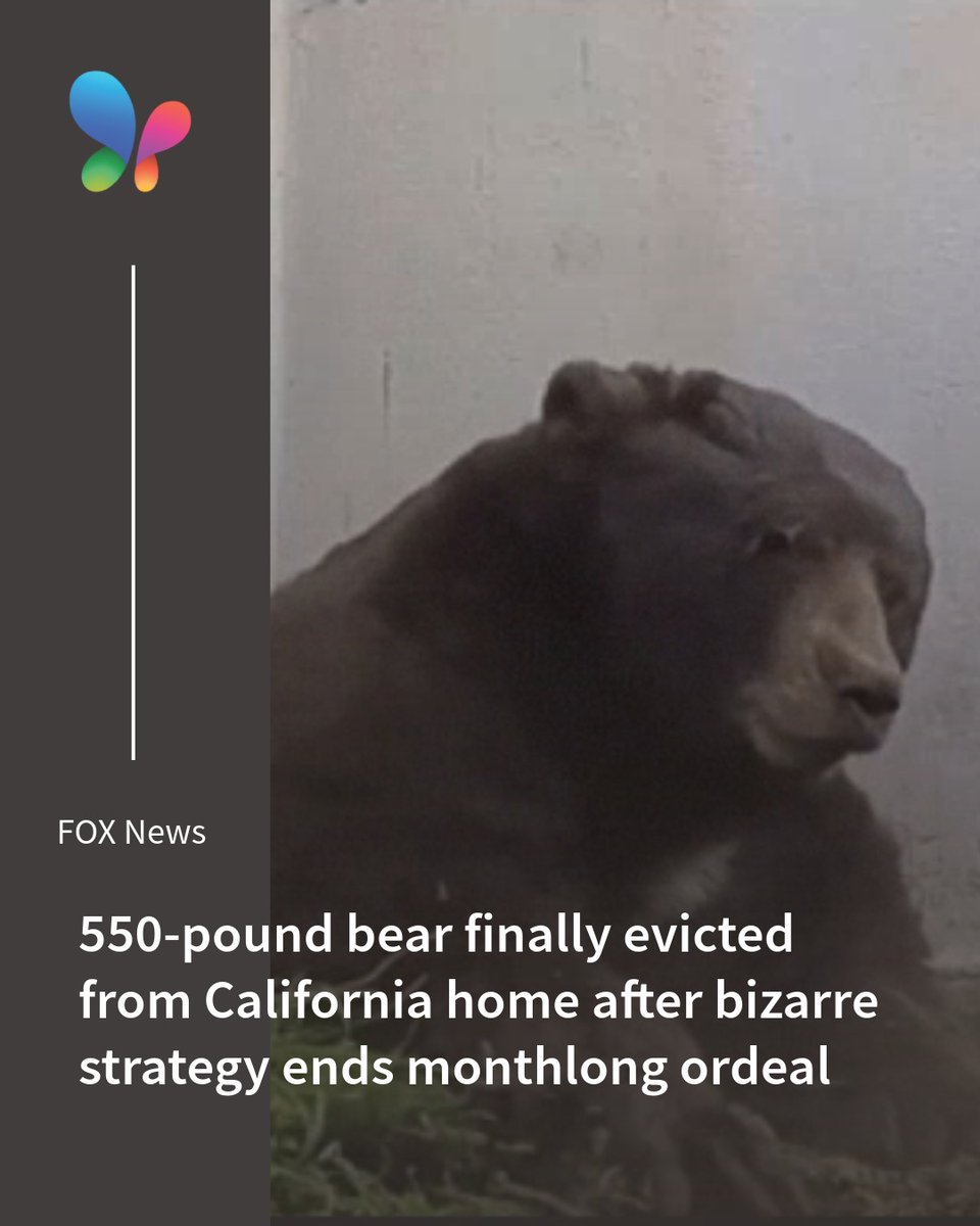 MSN's tweet photo. This bear really said “your house is my house” for a month straight—until the paintballs showed up. 😂🐻
🔗 https://t.co/MlaNcWk8TL
#UnexpectedGuest #BearProblems https://t.co/c2RetYxrwA