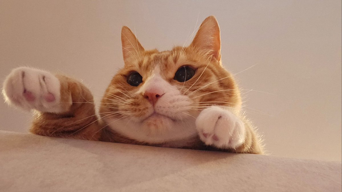 leeknowarchive's tweet image. have an ameowzing day cutie! 
#HappySoonieDay