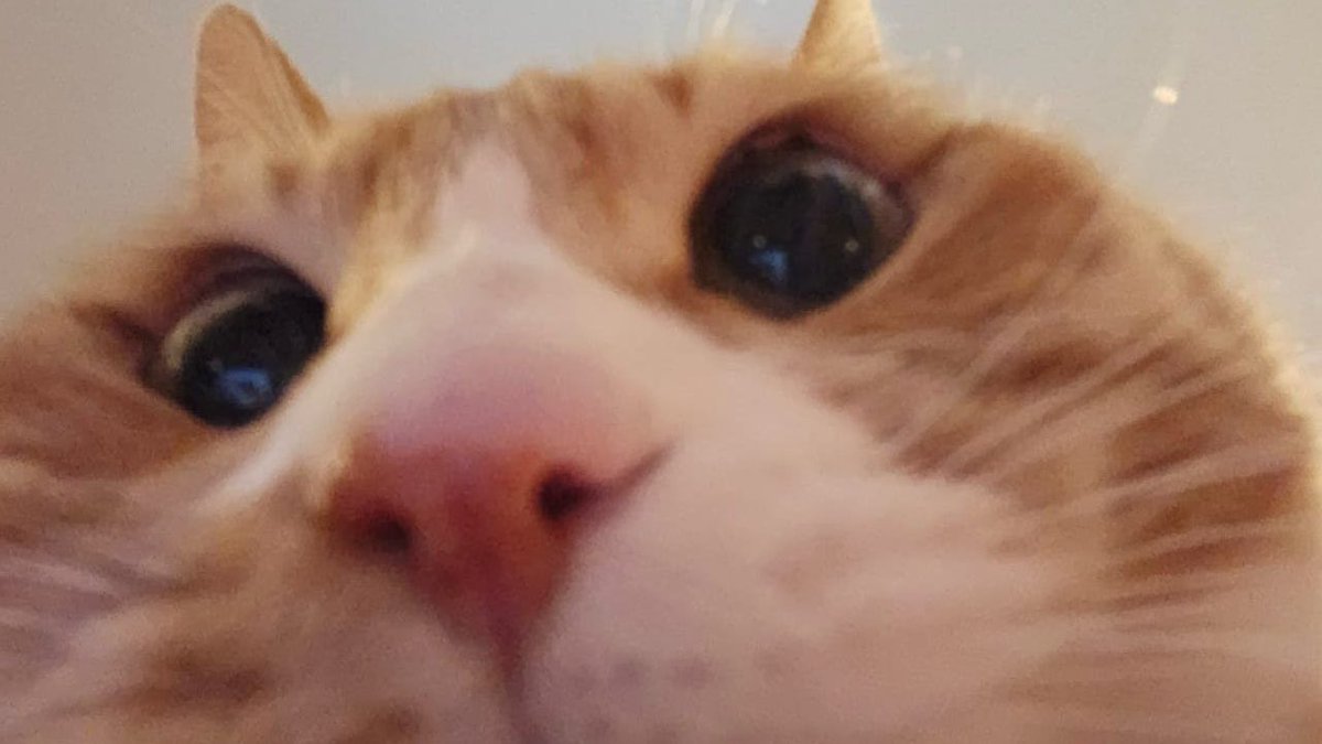 leeknowarchive's tweet image. have an ameowzing day cutie! 
#HappySoonieDay