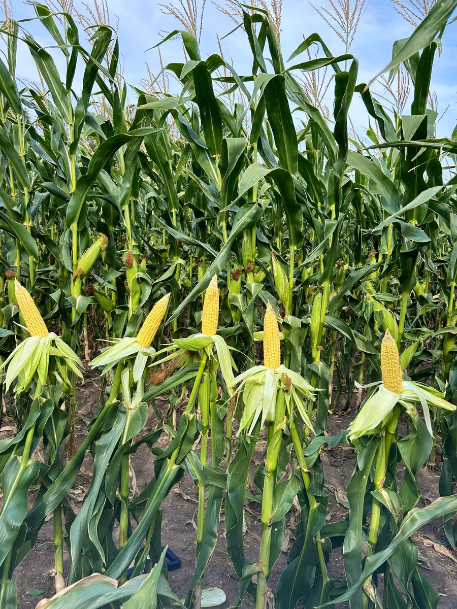 Santiago Bayce tweet media