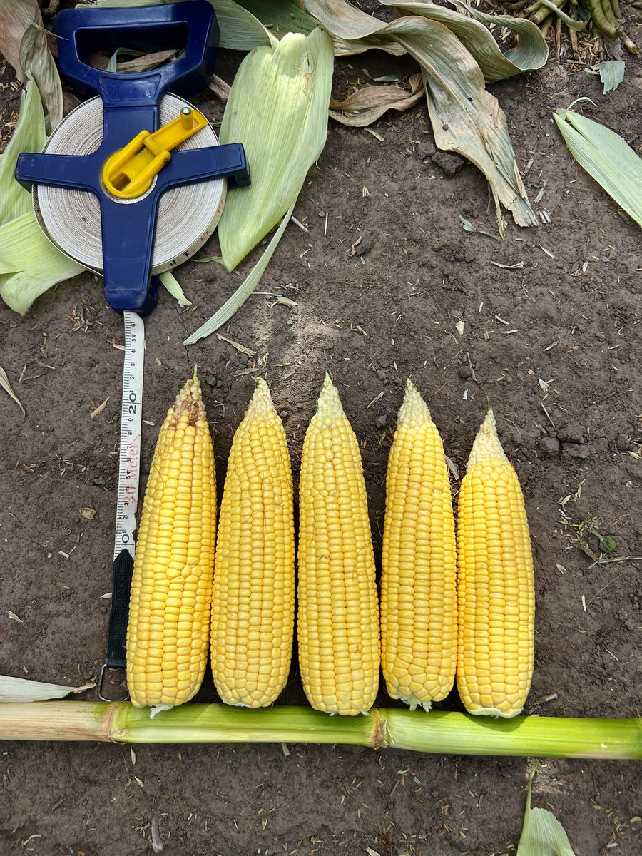 Santiago Bayce tweet media