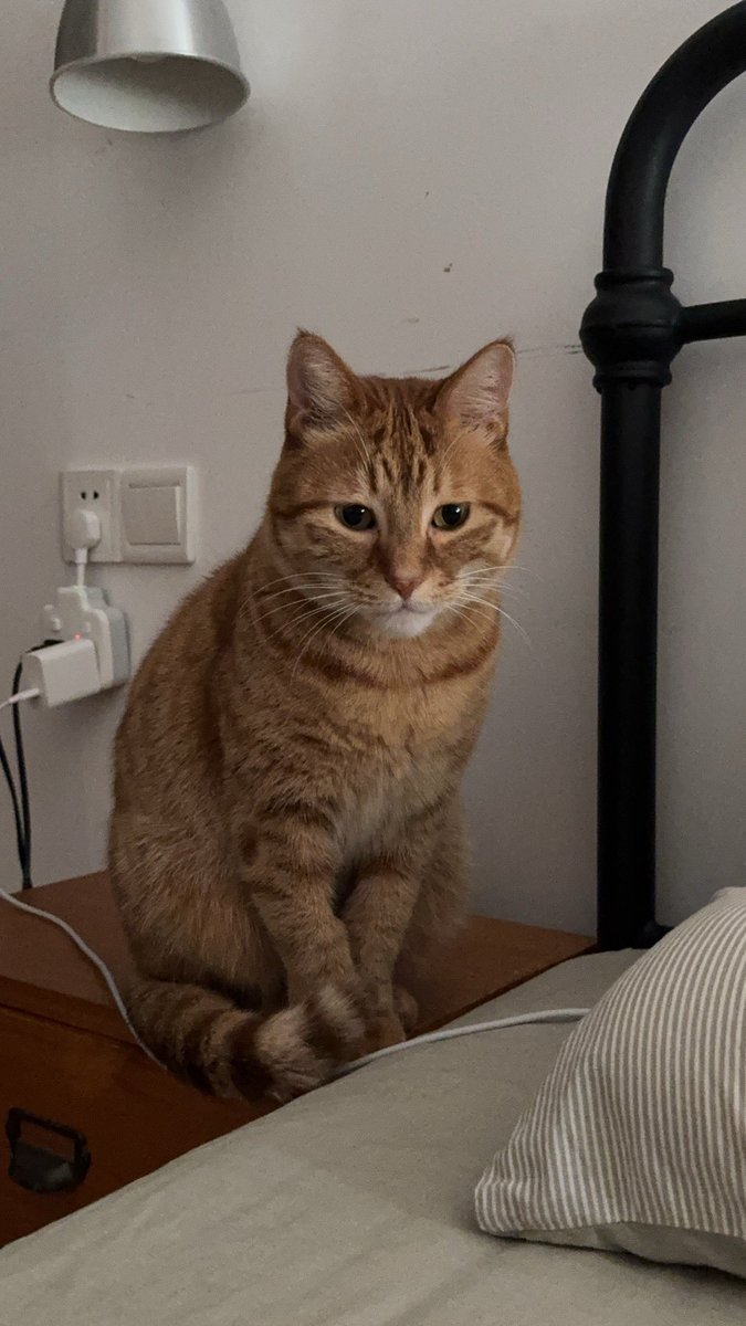 今年还是处的我 和 各种小心思的猫咪