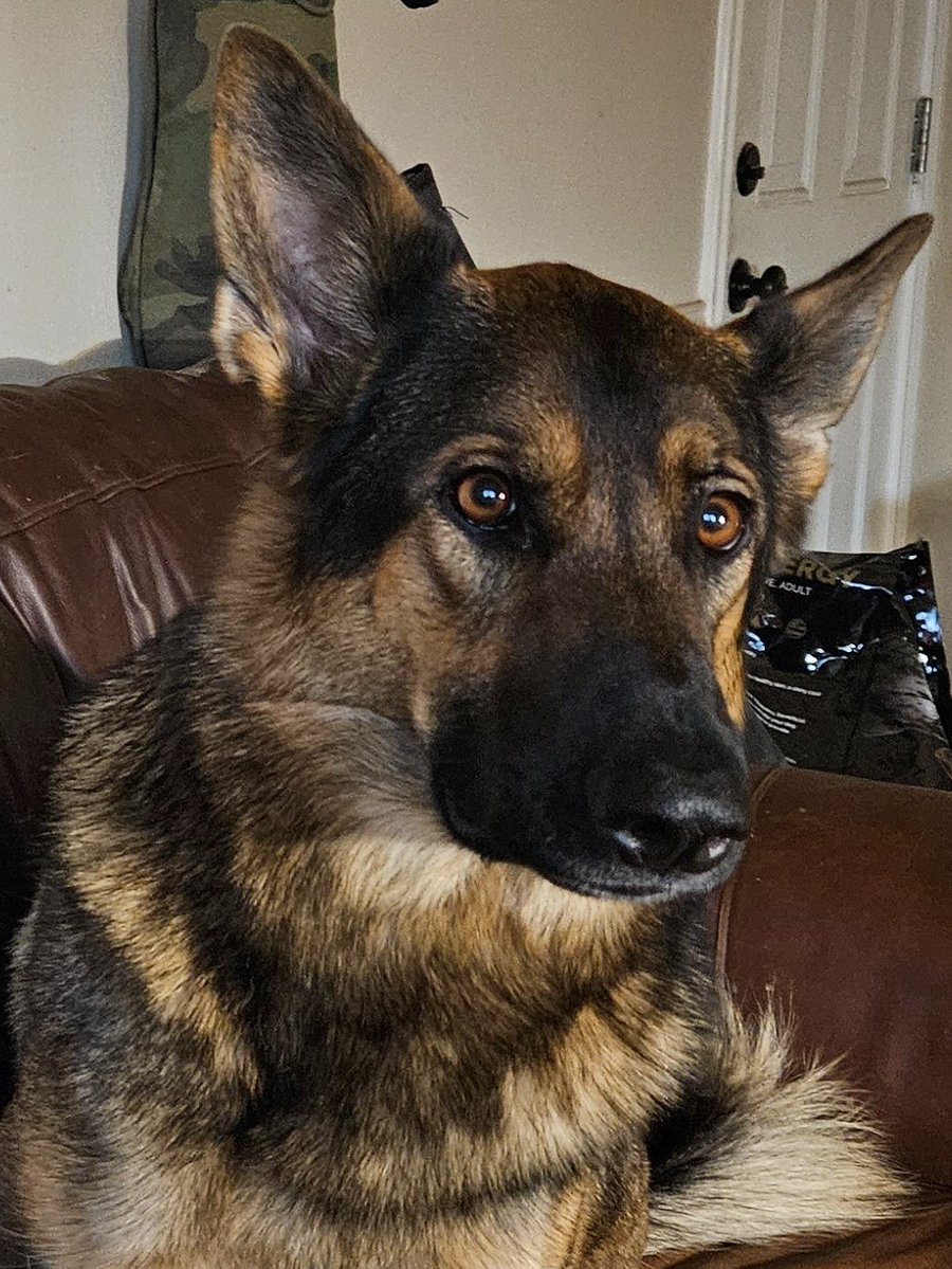 Bear was the oddball of Thor's and Liv's pups when she was little. I think she turned out ok 🥰