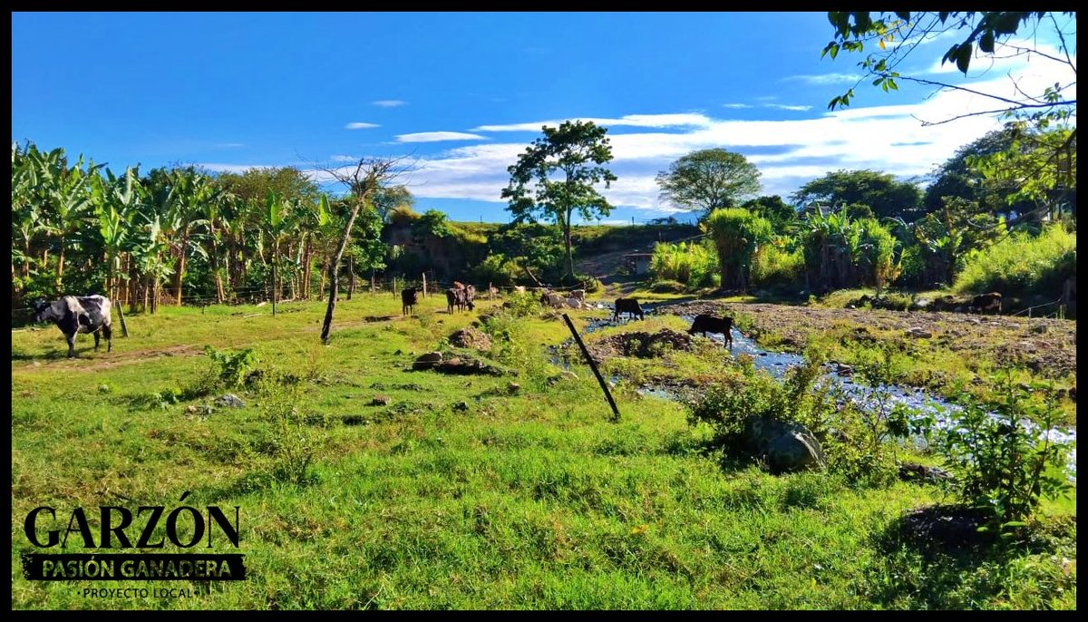 GarzonLocal's tweet image. La ganadería también se vive en el paisaje.
Campos verdes, agua, animales en libertad y el trabajo diario del productor rural hacen de nuestro territorio un lugar único.
COLOMBIA: Tierra de ganaderos, tradición y compromiso con el campo.
@Fedegan @jflafaurie 
#PasiónGanadera