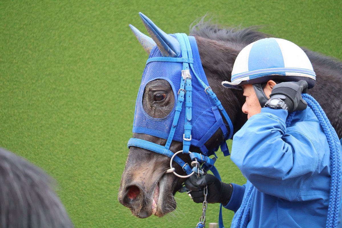ウォータースパウト💙

やっと会えたウォータースパウト！
冬毛がモコモコしてたね👀
お兄ちゃんが得意とする舞台で次こそは初勝利を…🙏🏻

#ウォータースパウト
#佐々木大輔 騎手
#小笠厩舎
#小笠倫弘厩舎
