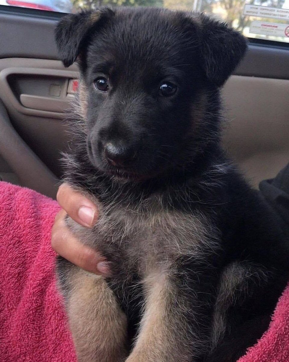 tragicbirdapp's tweet image. a short story