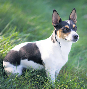 OUR DOGS tweet media