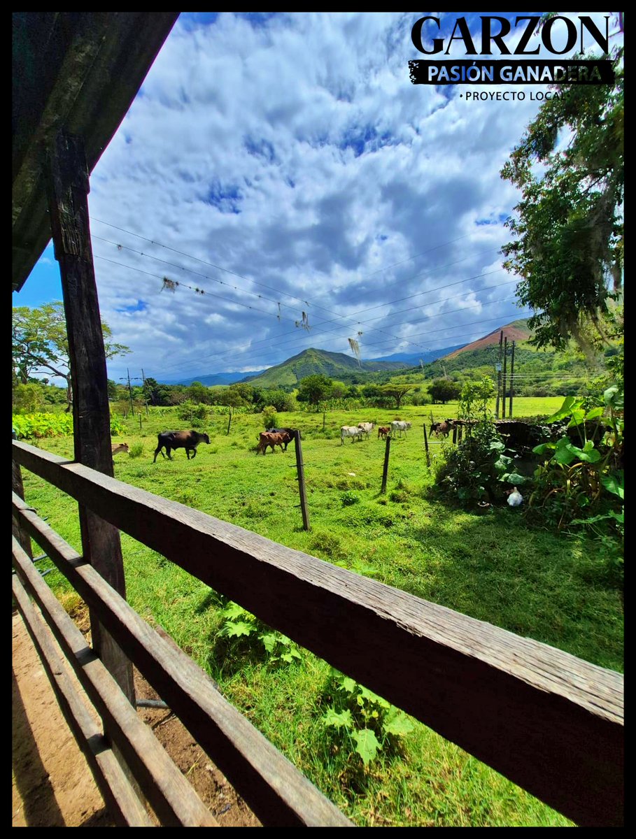 GarzonLocal's tweet image. Desde el corral se aprecia el verdadero valor del campo:
praderas verdes, ganado en armonía y montañas que acompañan el trabajo diario del ganadero.
Así se construye la ganadería, con esfuerzo, paisaje y tradición rural.
#PasiónGanadera #CampoColombiano #GanaderíaConIdentidad