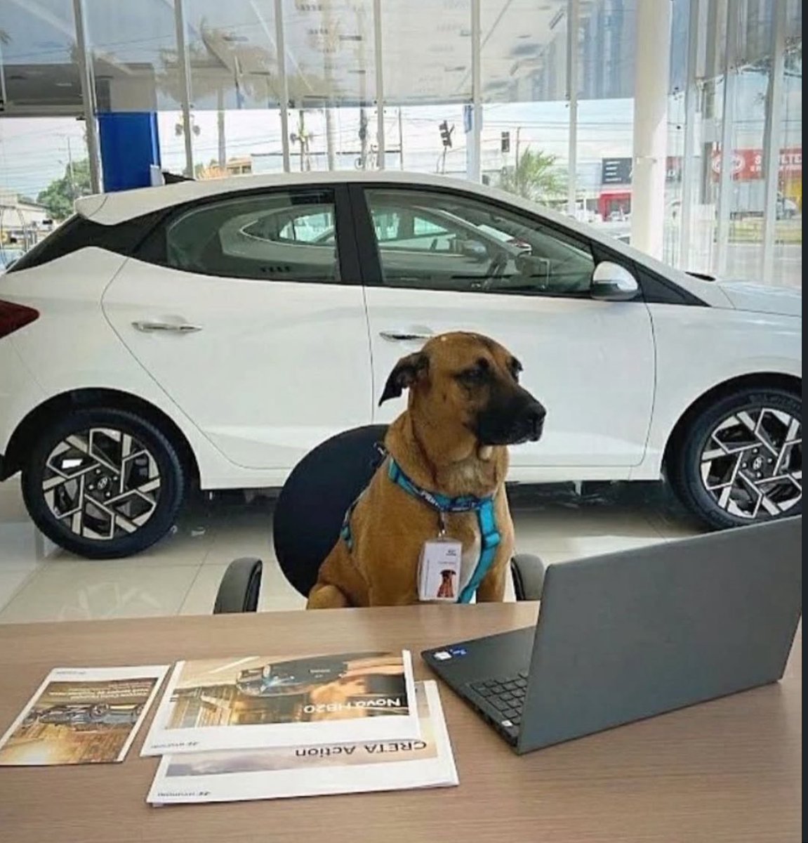 Hyundai show room in Brazil adopted a street dog that begs at their showroom every day and made him a car salesman ❤️. 
Please leave a heart for him