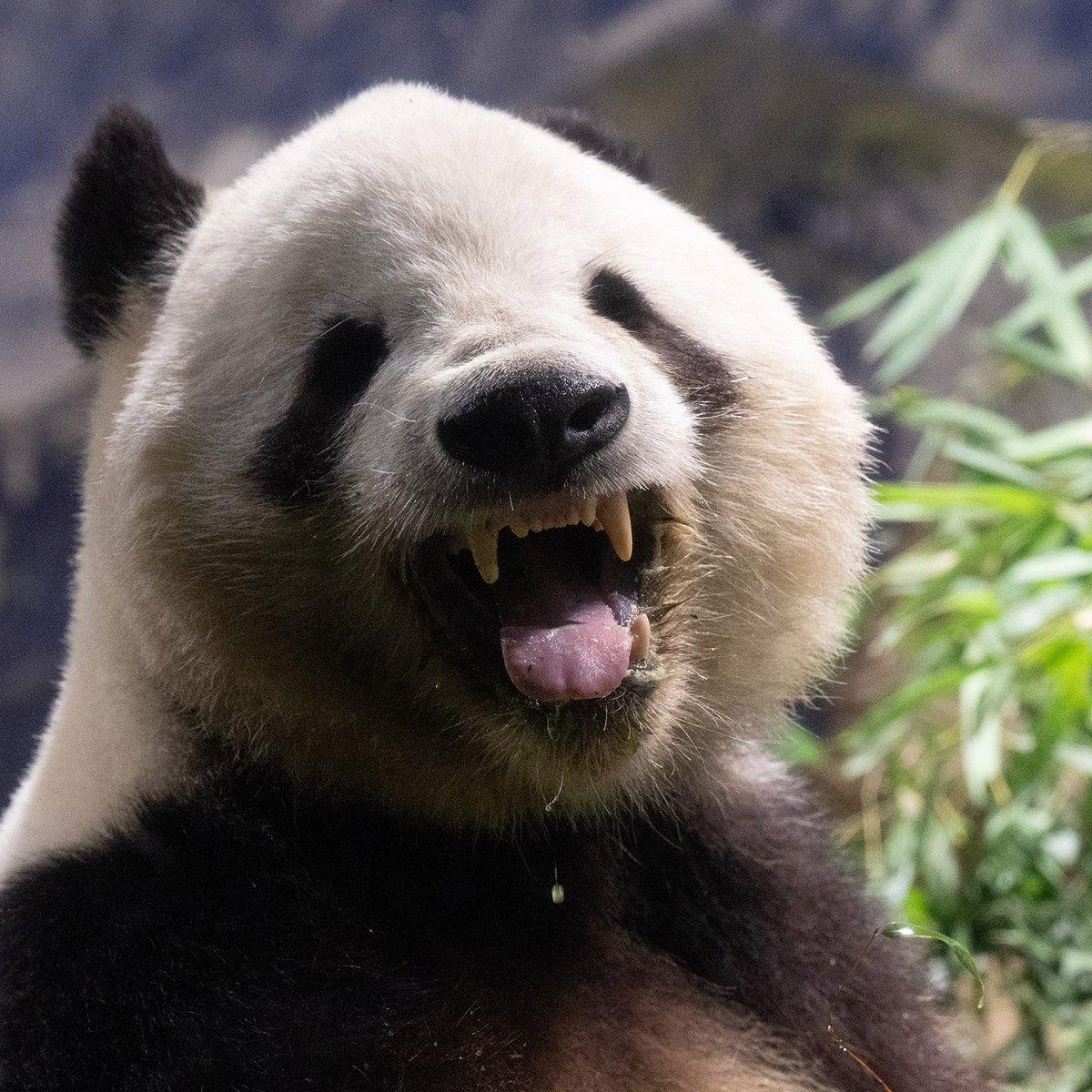 パンダ シャカシャカ切替パンダBIGセットアップ PANDIESTA JAPAN 564754