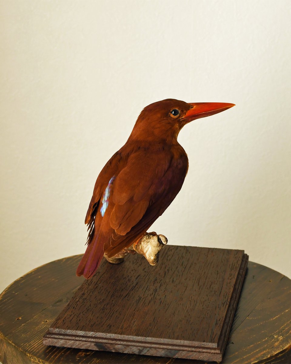 ほねとはね tweet media