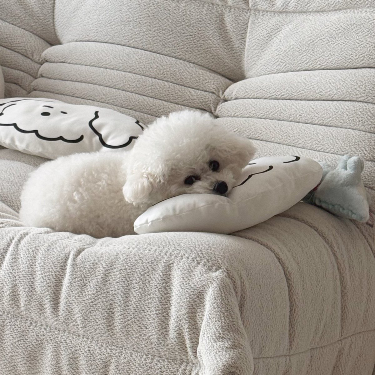 _shishimaru_'s tweet photo. ㅤ
🐶 「…あたしを置いて、よその���い子といたの、ね。」
ㅤ https://t.co/KCv3GLkwNd